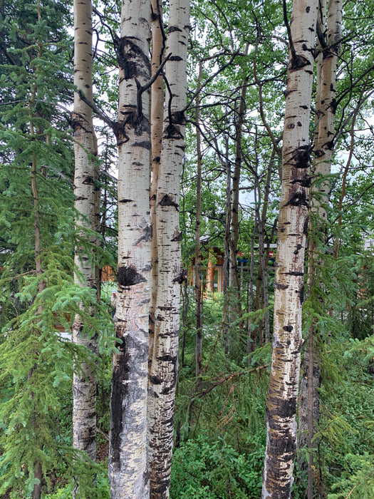 Quaking Aspen Tree