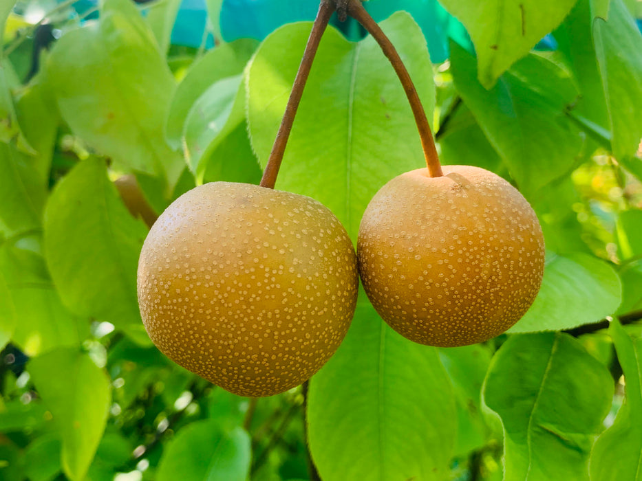 Hosui Asian Pear Tree