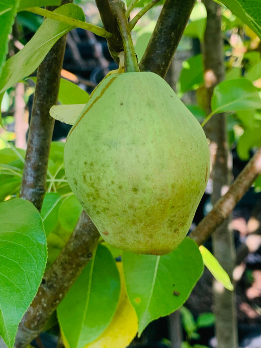 Kieffer Pear Trees