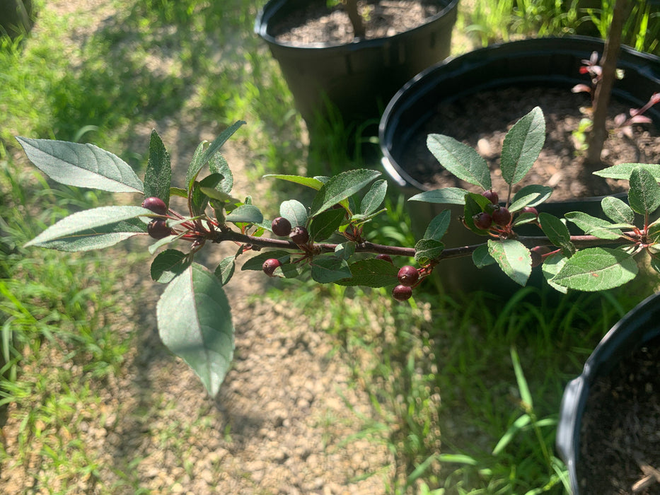 Profusion Flowering Crabapple Tree