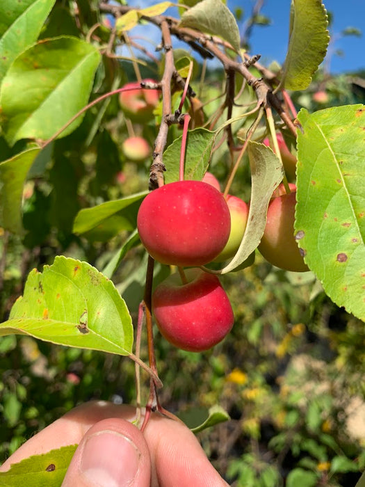 Manchurian Crabapple Trees