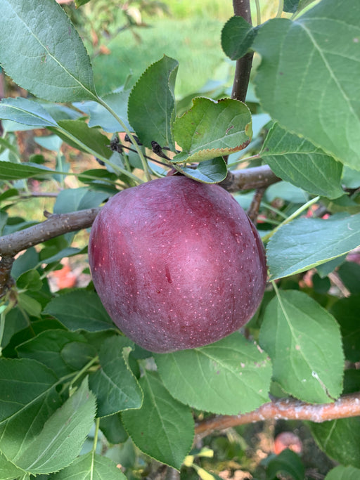 Single dark red apple with gray matte finish hanging from an apple tree branch