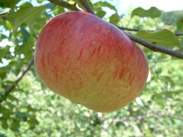 Wolf River Apple Tree