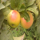 GoldRush Apple Tree