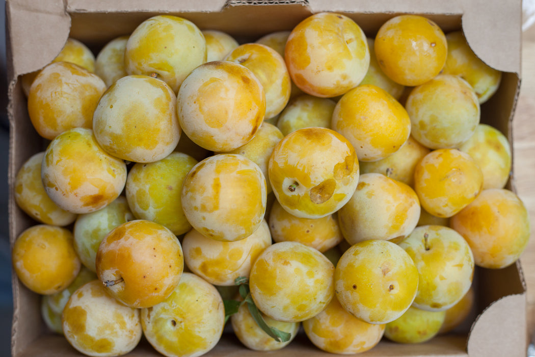 Shiro Plum Tree