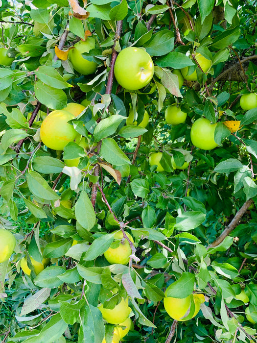 Northwest Greening Apple Trees