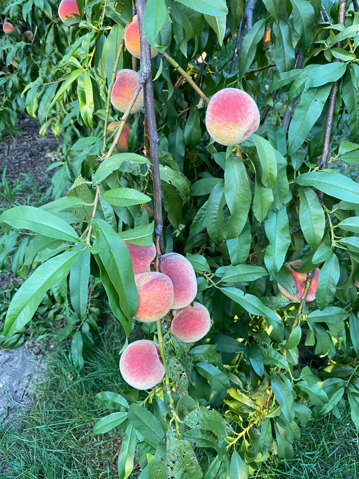 Contender Peach Tree