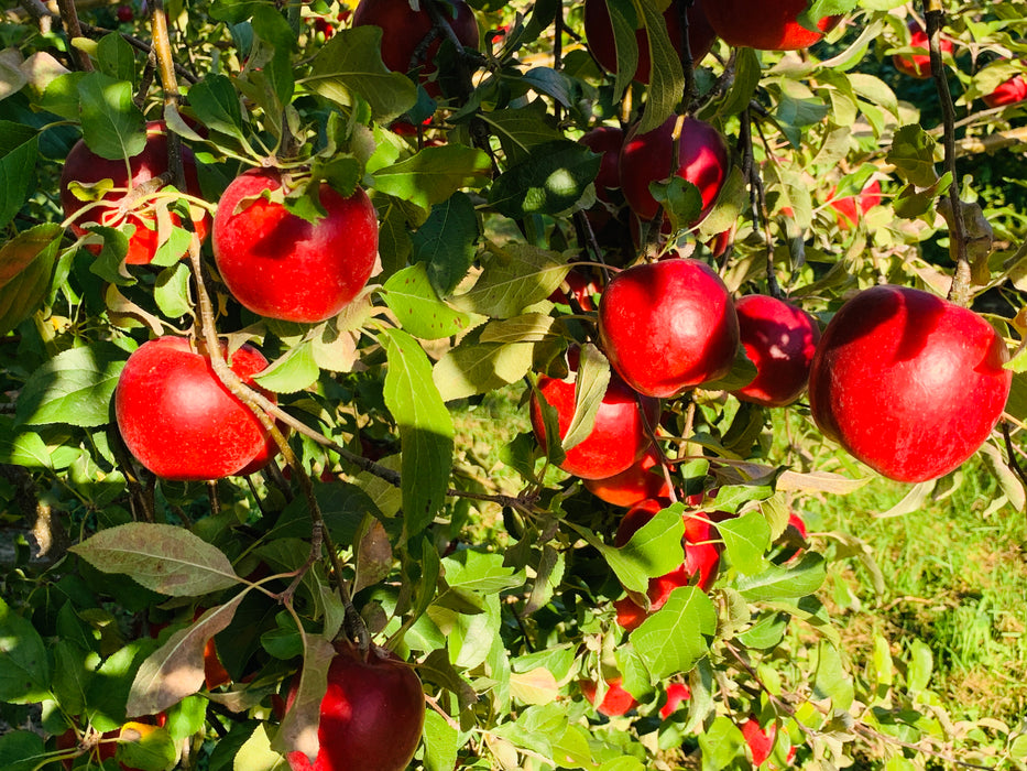 17 ambrosia apples hanging in a cluster on a apple tree