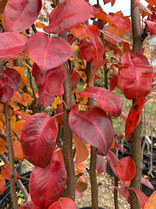 Kieffer Pear Trees