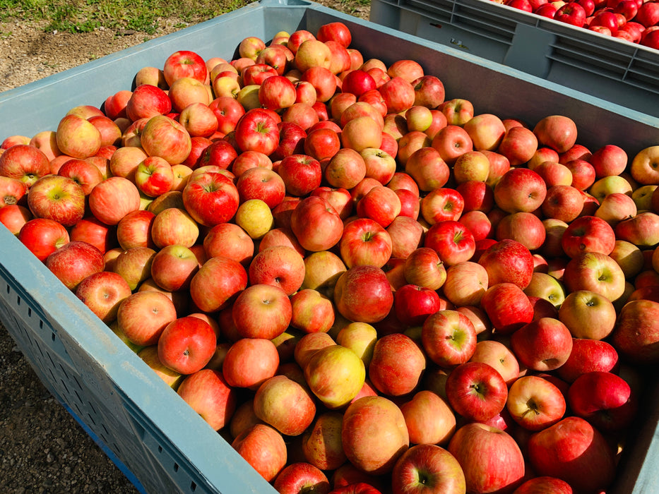 Cameron Select Red Honeycrisp