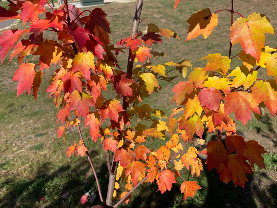October Glory Maples Trees