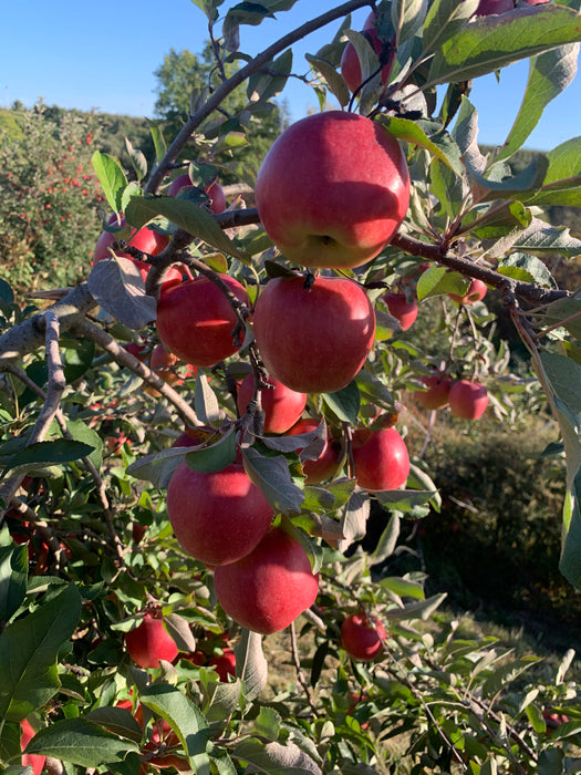 5 ambrosia apples hanging from a tree branch on an orchard in gays mills, wi