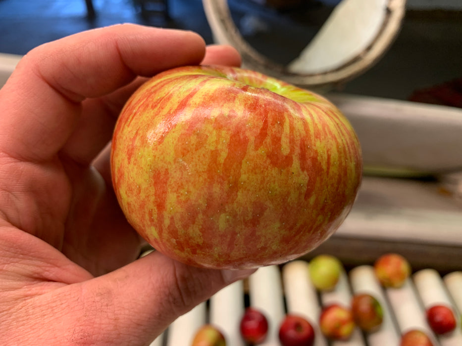 Cortland Apple Tree