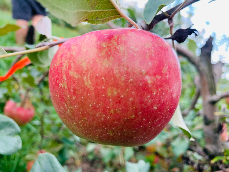 Keepsake Apple Tree
