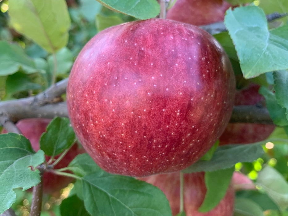 Cameo Apple Tree