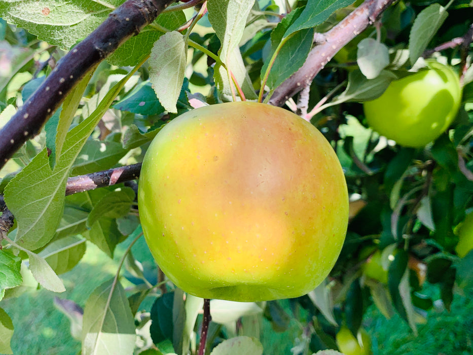 Northwest Greening Apple Trees