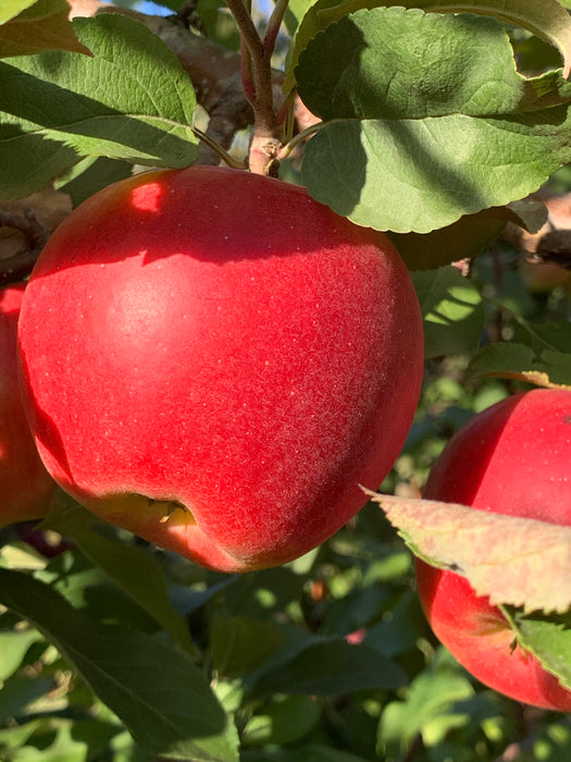 solidly red apple hanging from a tree branch with 2 apples behind it
