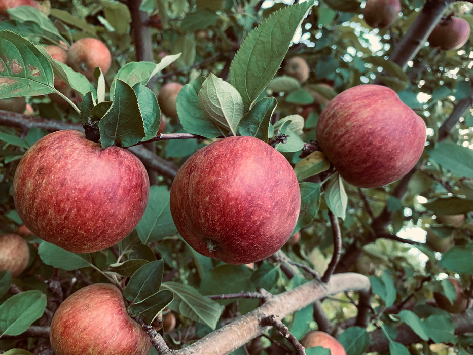 Dabinett Apple Tree