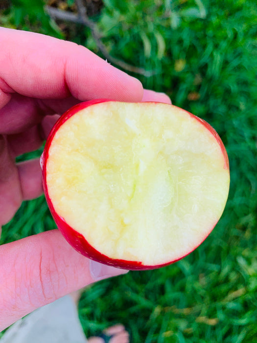 Keepsake Apple Tree