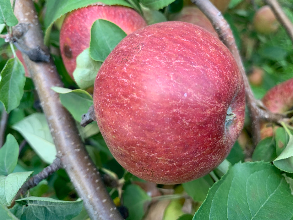 Dabinett Apple Tree