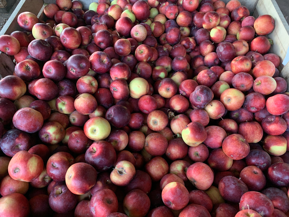 Empire Apple Tree