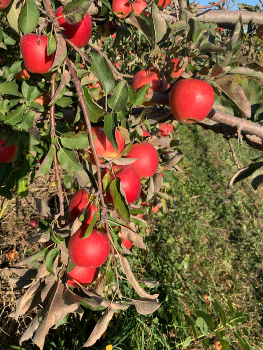 7 ambrosia apples hanging from a tree branch in wisconsin