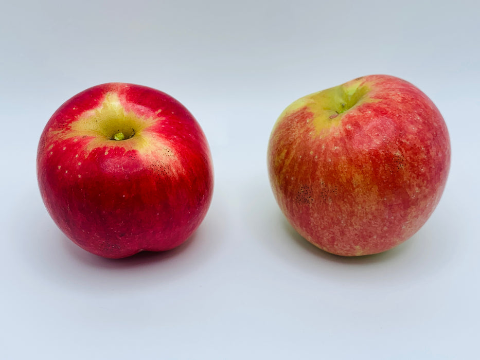 Freedom Apple Trees