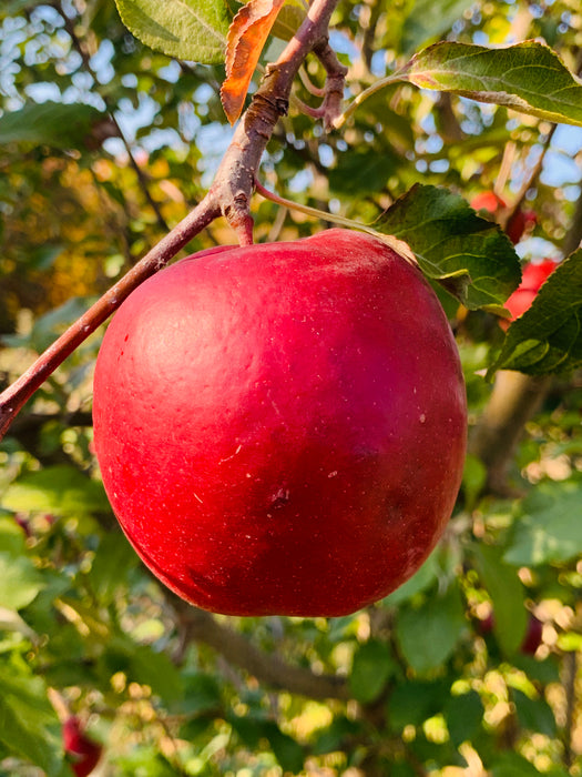 Shiny red ambrosia apple with some bruising spots on its lower side