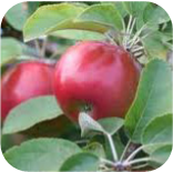 Snowsweet Apple Tree