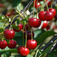 Kristin Sweet Cherry Trees