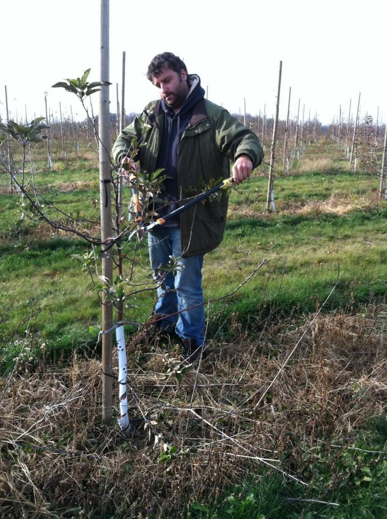 Orchard Pruning Season Is Here
