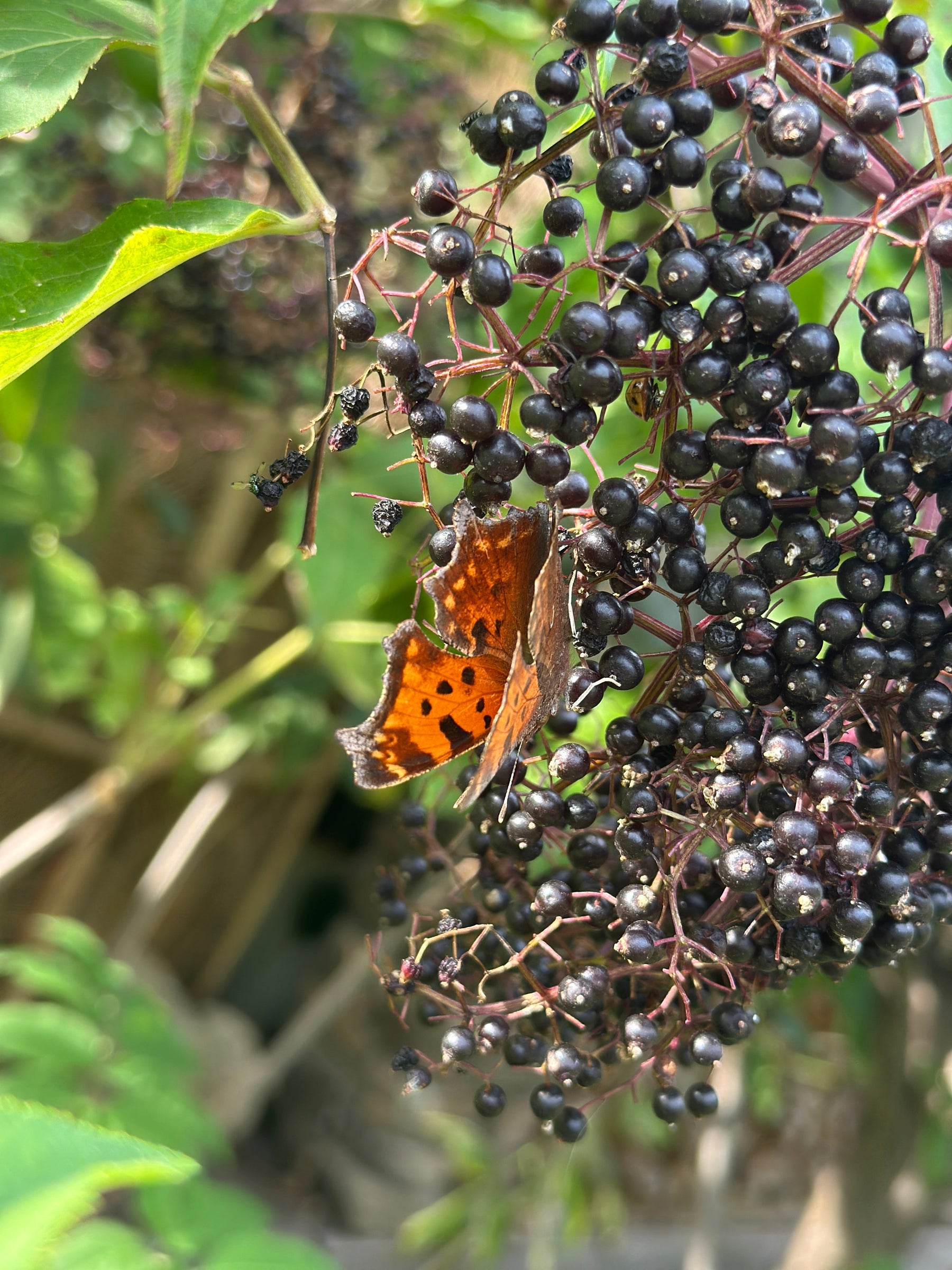For Love of Flora & Fauna: Creating Wildlife Habitats