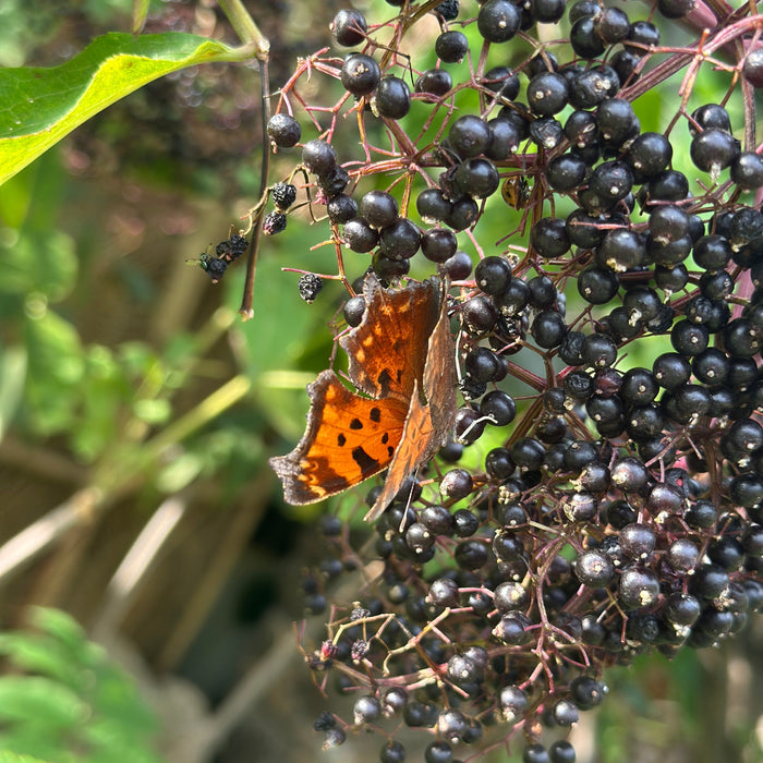 For Love of Flora & Fauna: Creating Wildlife Habitats