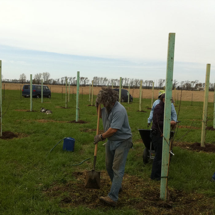 Planting Your New Trees