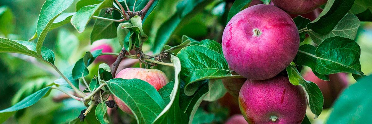 Semi-Dwarf Honeycrisp Apple Tree for Sale