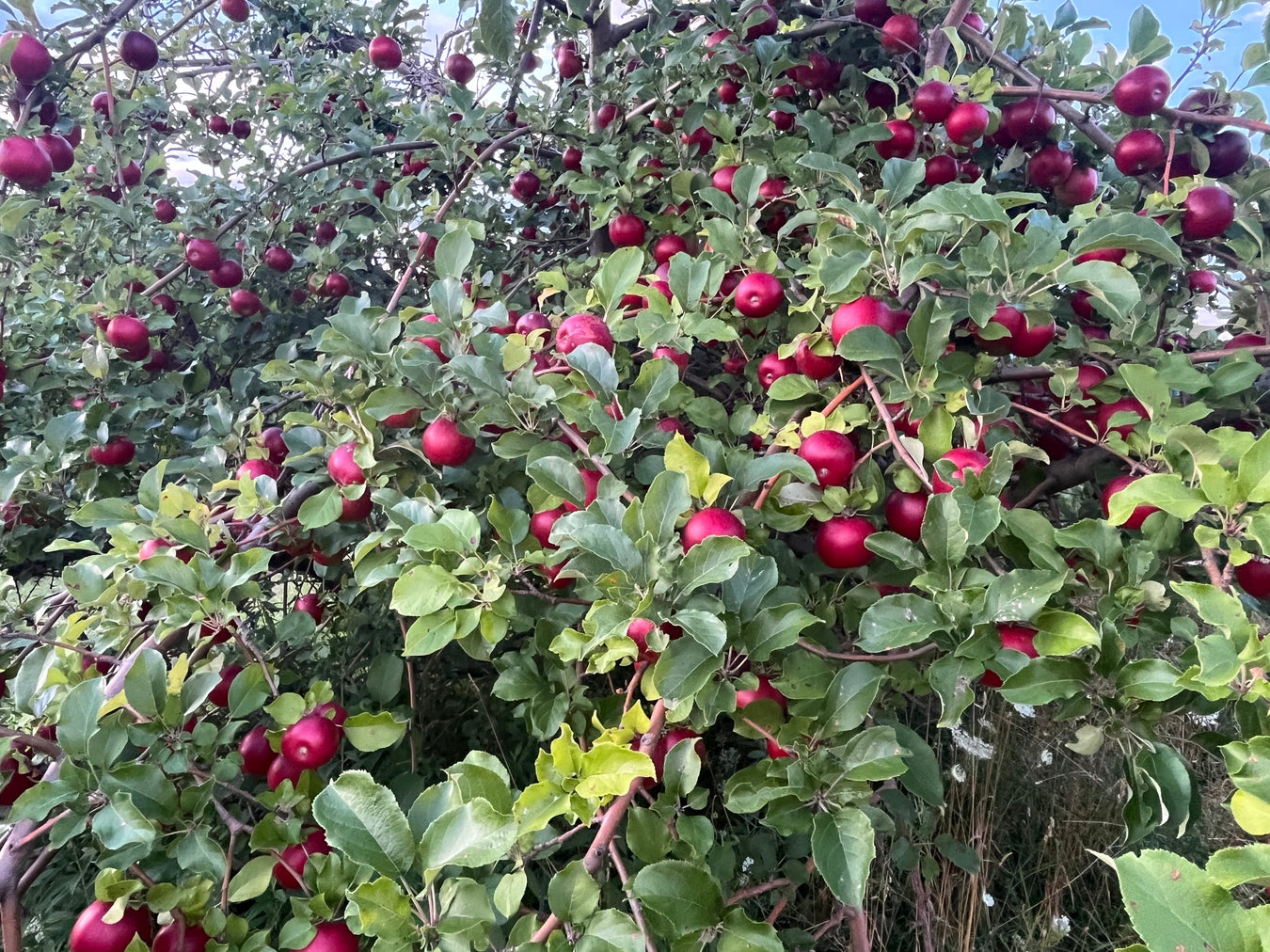 Apple Trees