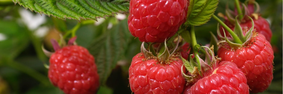 Raspberries — Roots to Fruits Nursery