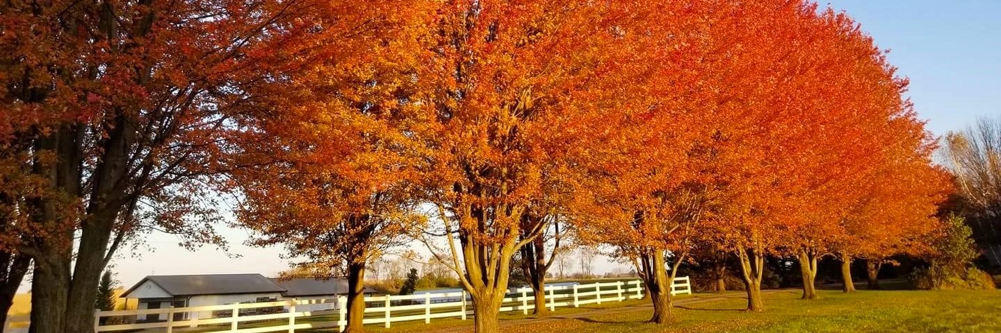 Shade Trees — Roots to Fruits Nursery