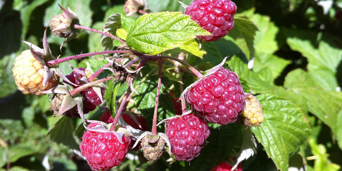 Berry Plants & Vines — Roots to Fruits Nursery