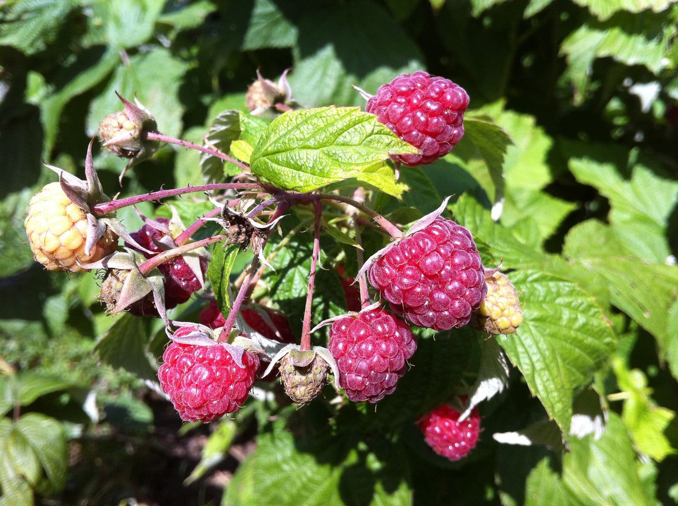 Berry Plants & Vines