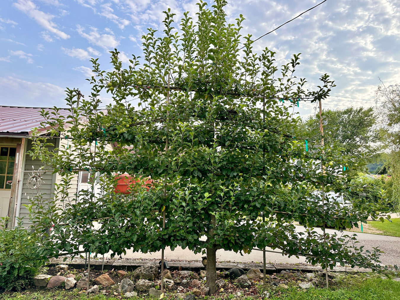 Espalier