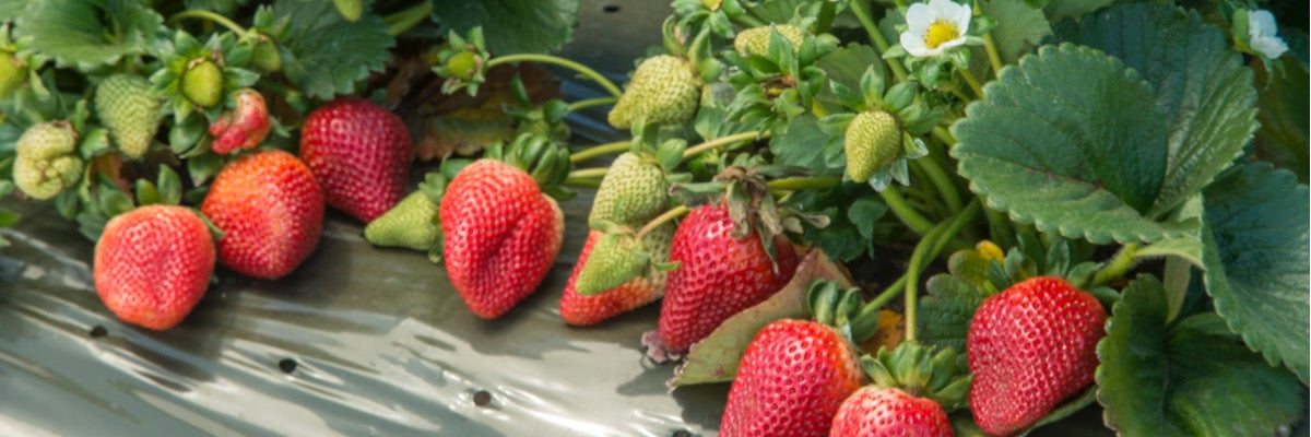 Strawberries — Roots to Fruits Nursery