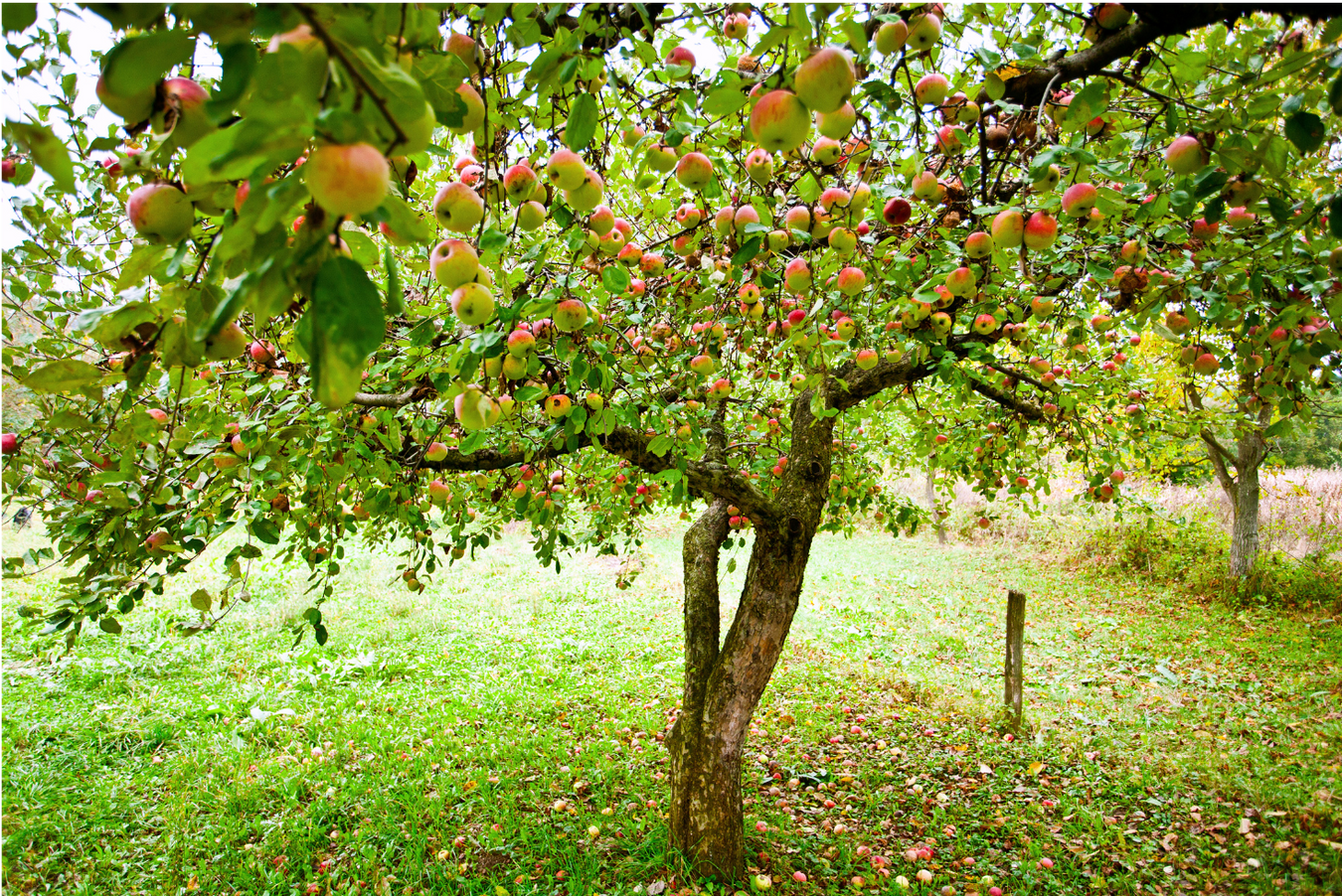 Dwarf Apple Trees