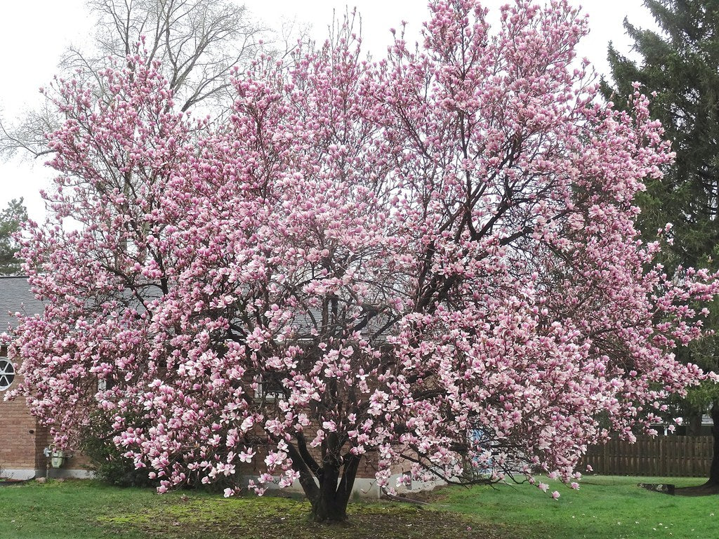 Magnolia Trees