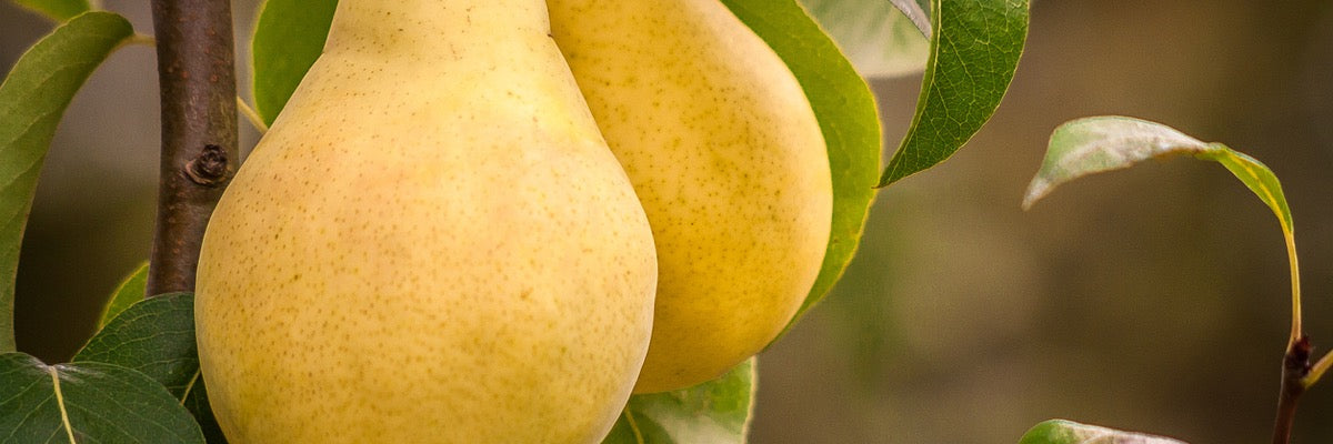 European Pears — Roots to Fruits Nursery