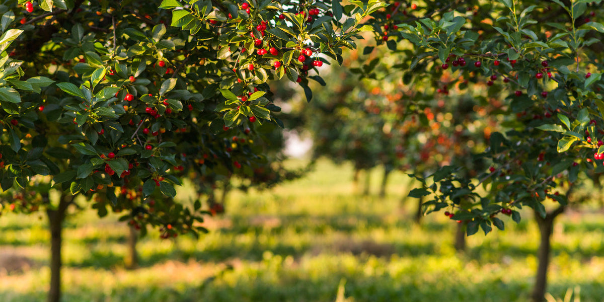 Bush Cherries — Roots to Fruits Nursery