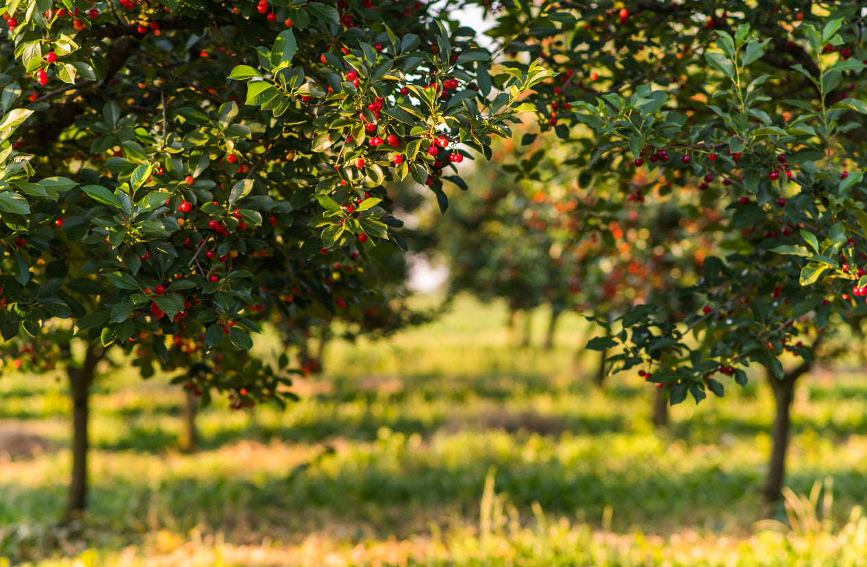 Dwarf Cherries