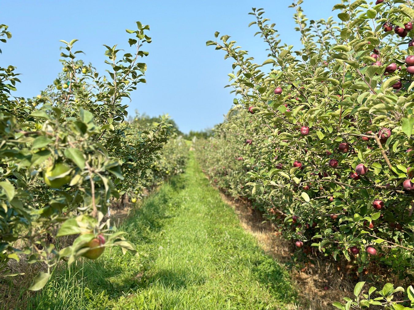 Orchard Collections