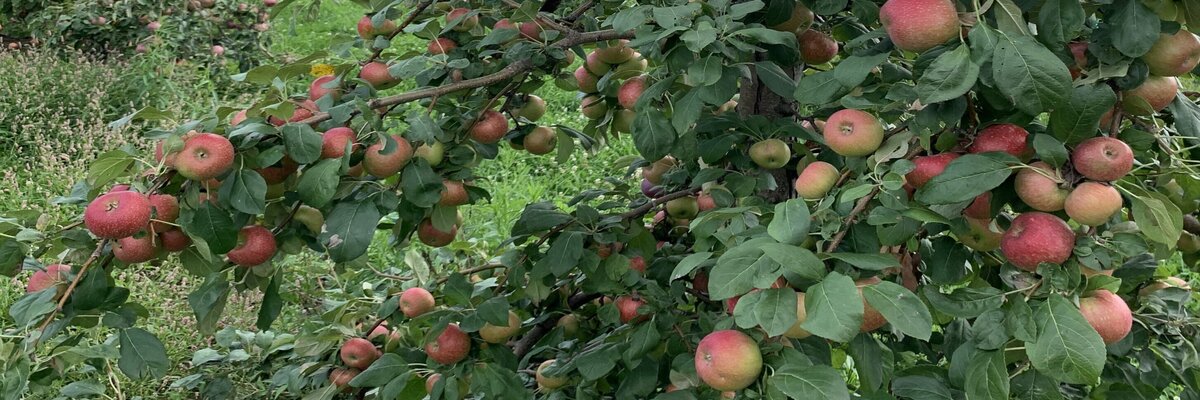 disease resistant apple trees