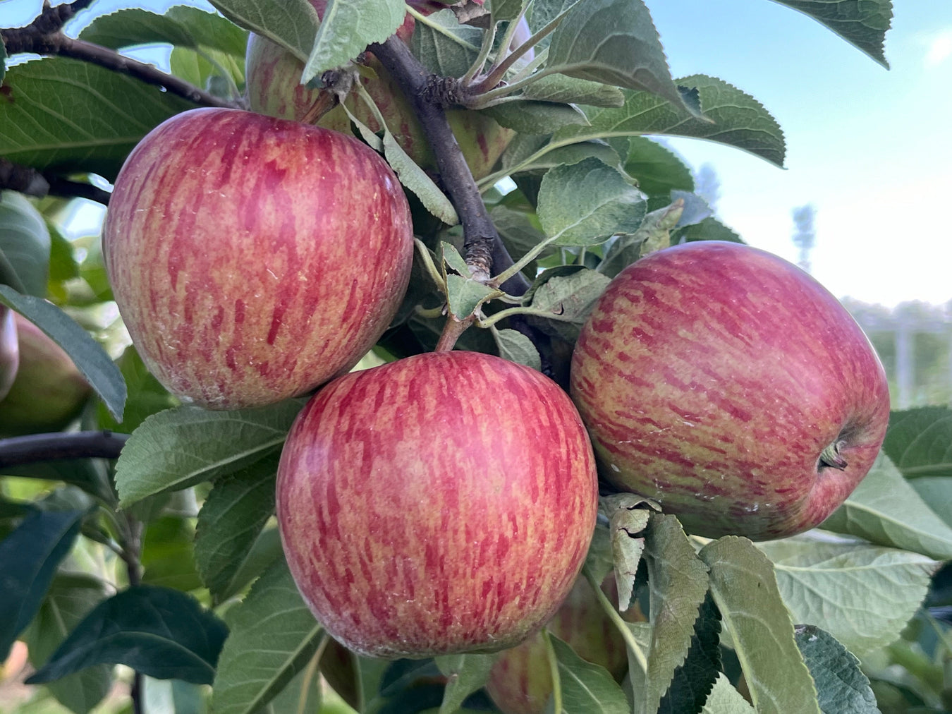 Modern Apples